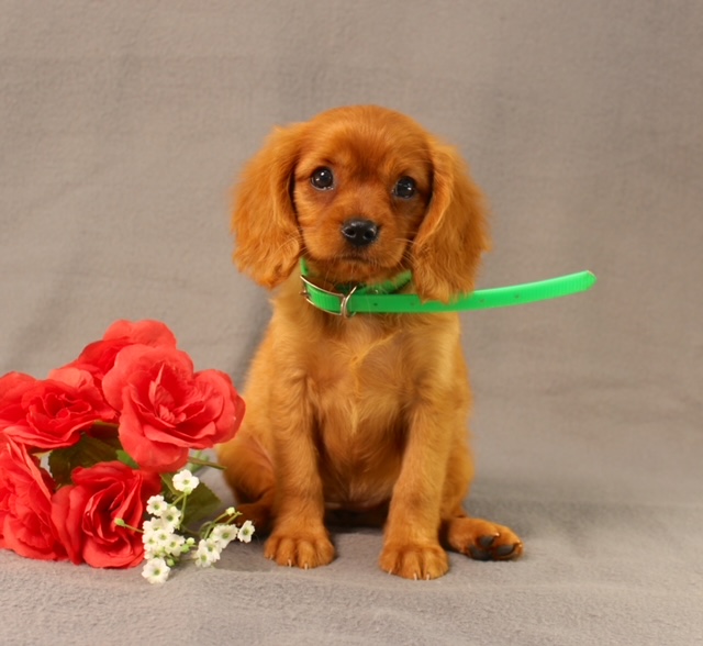 puppy, for, sale, Miniature Golden Retriever, Ivan J. Stoltzfus, dog, breeder, Dornsife, PA, dog-breeder, puppy-for-sale, forsale, nearby, find, puppyfind, locator, puppylocator, aca